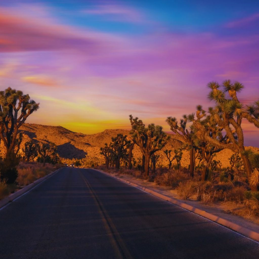 Joshua tree national park road during sunset with trees on either side